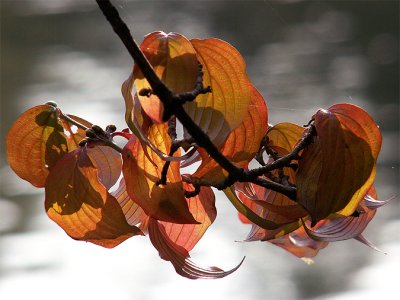 autumn colours15-10-2006