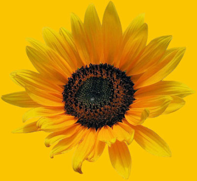 sunflower decoration.jpg