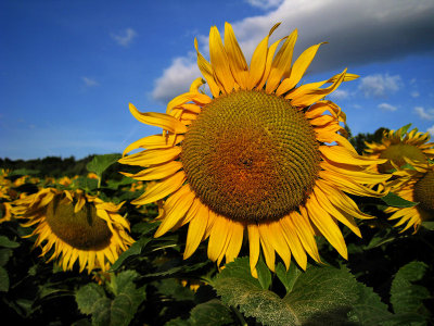 Sunflowers 19