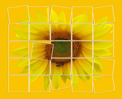 Sunflowers 20