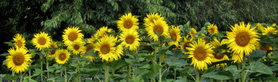 Sunflowers 28