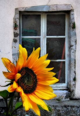 Sunflowers 31