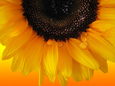 Sunflowers 34