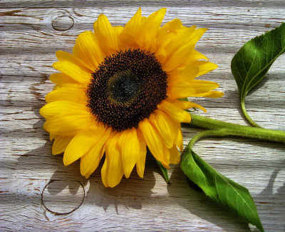 Sunflowers 35