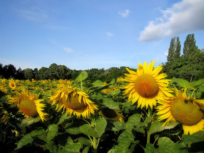 Sunflowers 36