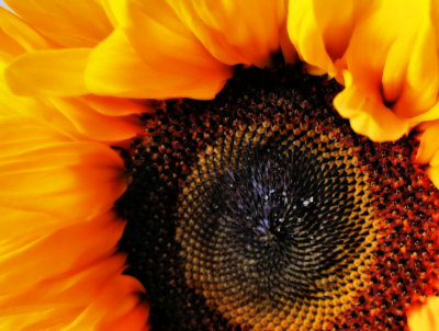 Sunflowers 41