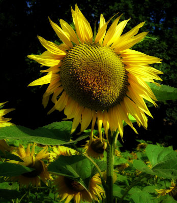 Sunflowers 44
