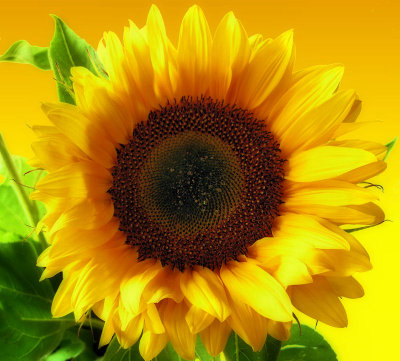 Sunflowers 47