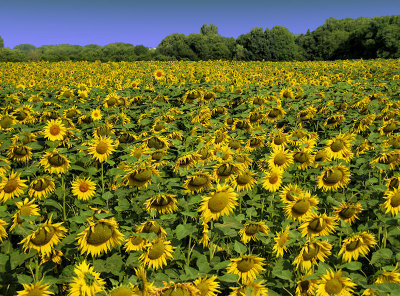 Sunflowers 49