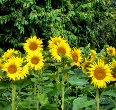 Sunflowers 50