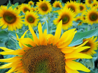 Sunflowers 12