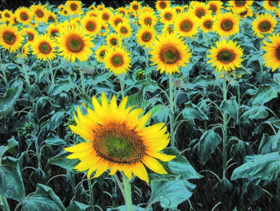 Sunflowers 7