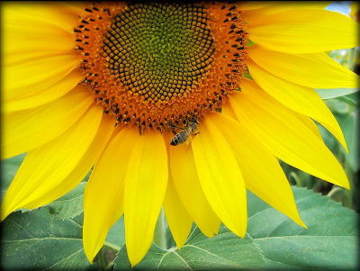 Sunflowers 1