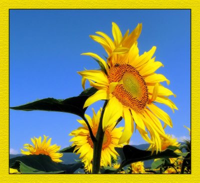 Sunflowers 15