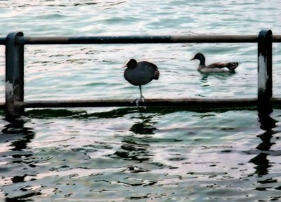 Lake inhabitants