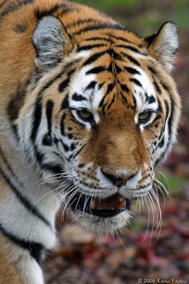 SIBERIAN TIGER CLOSE-UP #2