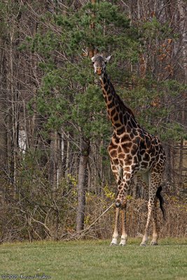 WALKING GIRAFFE