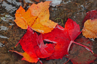 AUTUMN LEAVES ON A CANADIAN STREAM BED