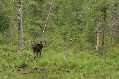 MOOSE IN NATURE #1