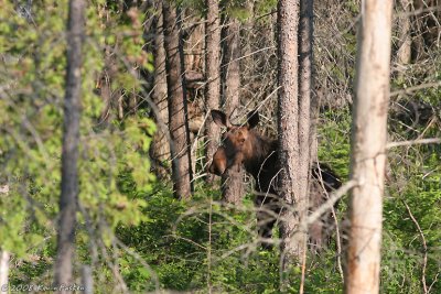 MOOSE IN NATURE #2