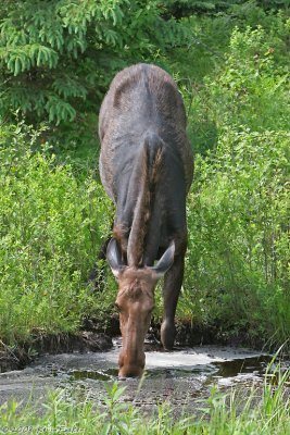 THIRSTY MOOSE COW