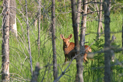 MOOSE CALF THROUGH TREES