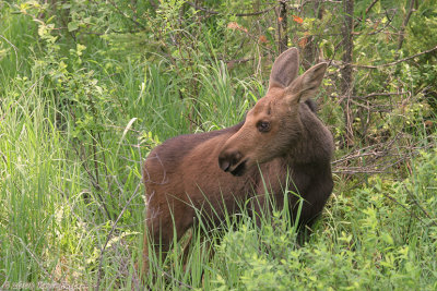 CALF LOOKING AT MOM