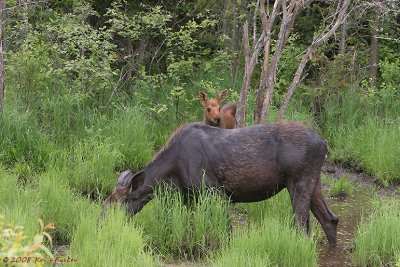 HIDING BEHIND MOM