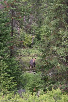 MOOSE IN NATURE #3