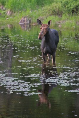 IN THE POND - MOOSE COW