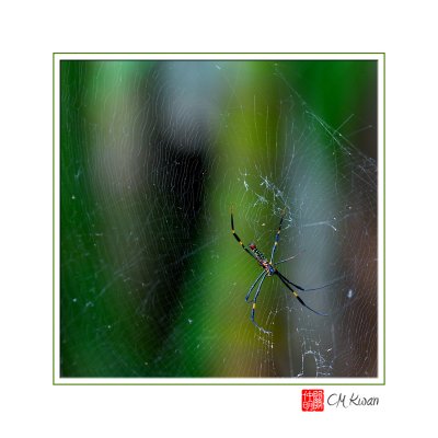 Web