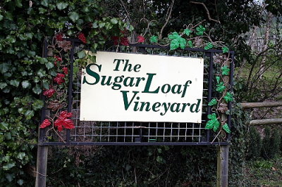 IMG_3715 SUGAR LOAF VINEYARD.JPG