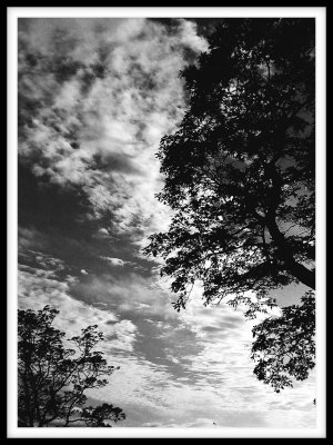 Tree Silhouette & Clouds - Verical
