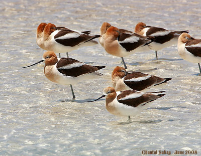 American Avocets