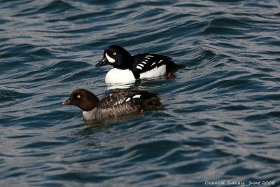 Barrow's Goldeneye