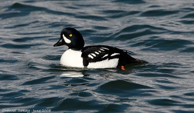 Barrow's Goldeneye