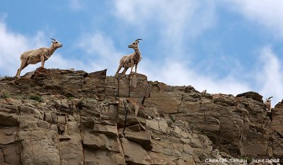 Bighorn Sheep