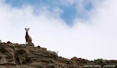 Bighorn Sheep