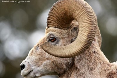 Bighorn Ram