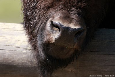 Bison