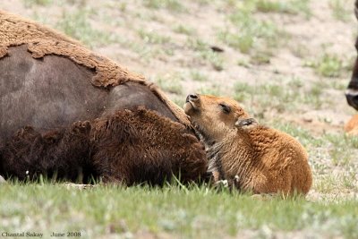 Bison Calf