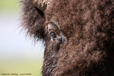 Bison Up Close