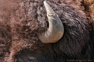 Bison Up Close