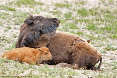 Bison and Calf