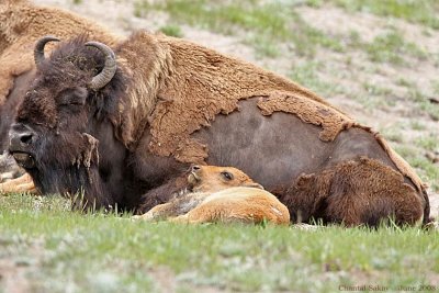 Bison and Calf