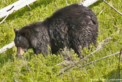 Black Bear