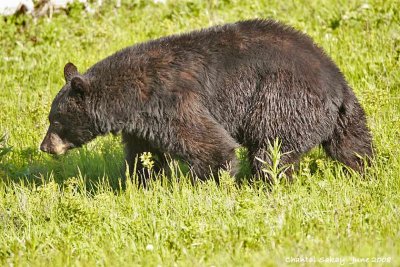 Black Bear