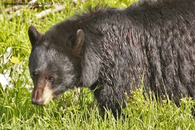 Black Bear