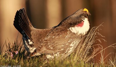 Blue Grouse