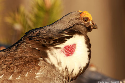 Blue Grouse